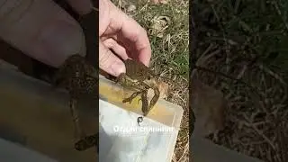 Отдай спиннинг!)