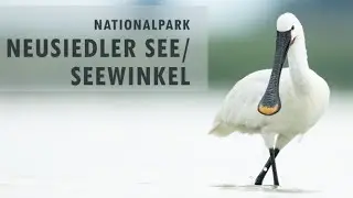 Nationalpark Neusiedler See/Seewinkel - Fauna und Tierfotografie