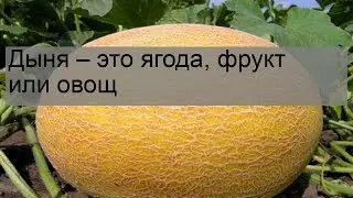 Дыня – это ягода, фрукт или овощ