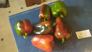 first pepper trial harvest: