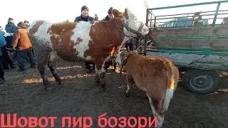 Шовот пир мол бозори Она бола сигирлар нархи 9 февраль 2022