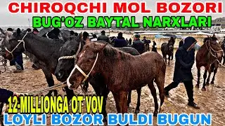 5-MART CHIROQCHI QORABURUG’ BOZORIDAN OT-TOY BEYA NARXLARI 2026