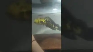 Cana maru 32cm matanya blur satu tapi tetap galak