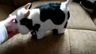 My New Cow
