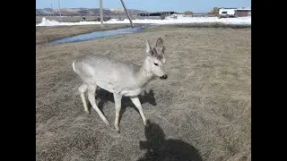 Конец истории косулёнка Малыша.