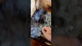 Крольчата.