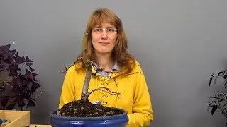 Бонсай из липы (ч.3).