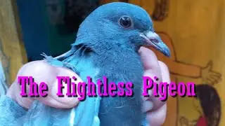 A flightless pigeon