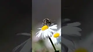 Сторис из горизонтального видео