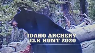 2020 Idaho Archery Elk Hunt