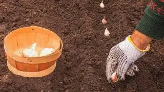 САМЫЕ БЛАГОПРИЯТНЫЕ ДНИ ДЛЯ ПОСАДКИ ОЗИМОГО ЧЕСНОКА!!! Всегда огромный урожай!!! Лунный календарь