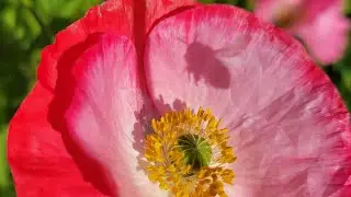 Happy BEE 🐝 Peacful Poppys & a Black Bear 🐻