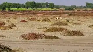 dog vs rabbit race \ Greyhounds Chasing Rabbits | Coursing Dog | Khargosh ka Shikar 2023