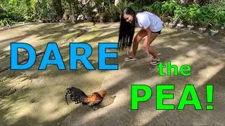 DARE The PEA !!!
