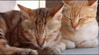 Top Ten Favorite Animals