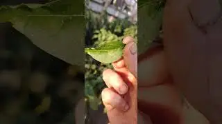 Тля на перце.