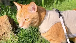 My cat can’t touch grass