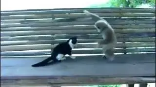 Our Cute Pets - Monkey And Cat