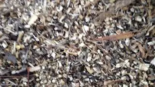топливо для котла даром