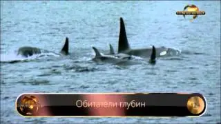 Обитатели глубин