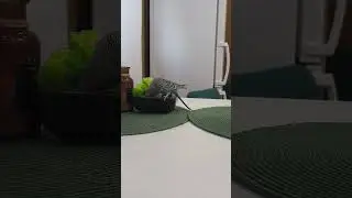 любопытный волнистый попугай