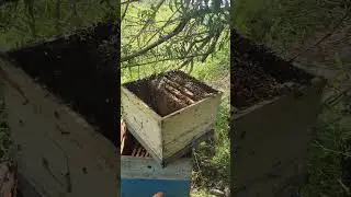 Казахстан. Горная пасека. #пчела #пчеловодство #пасека #bee #honey #kazakhstan