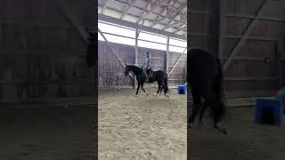 Beautiful Dressage Horse