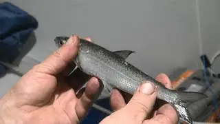 Рыбалка от реки до озера