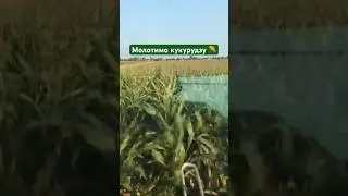 Жнива 2024🌾🌽