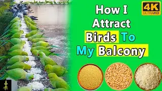 How i attract birds to my balcony |