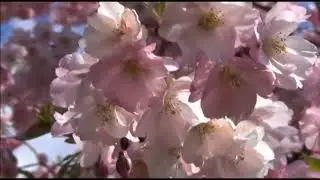 Ричард Клайдерман......... ЛУННОЕ ТАНГО