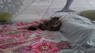 кто в доме хозяин