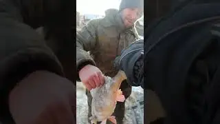 Огромные окуня в деревне Окунёво
