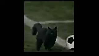 Neymar and Ronaldinhos Pet Cat 🐈‍⬛🇧🇷💫