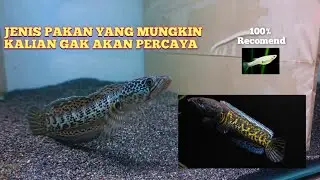 Pakan ikan channa + rivew 100 hari pembuktian