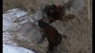 Фазаньи бои