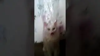 Просто ору