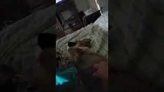 Lucy 1st Time on our bed