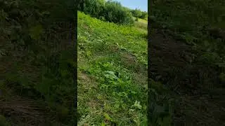 Второй год борьбы с борщевиком Сосновского. Некоторые результаты.