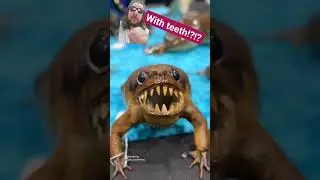 #funny #frog with #teeth // #crazy #animals #reptiles #reaction #fyp #tiktok
