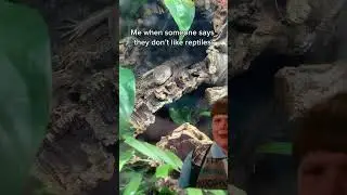 Don’t say this to a reptile keeper…