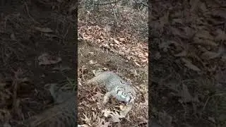 WV Bobcat