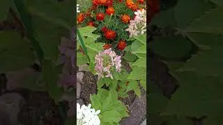 Стар Роуз метельчатая гортензия 25.08.24
