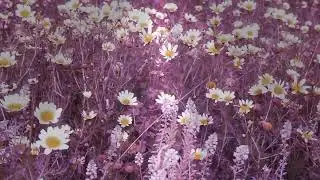 Algiers Flowers ازهار الجزائر