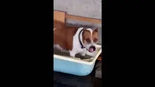 Собаки тоже купаются в жару