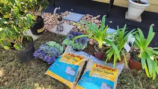 New garden purchases this week. A few clearance plants and some ornamental kale....finally!