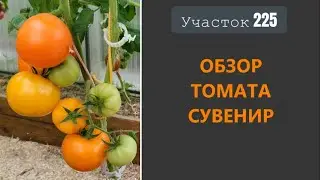 Томат Сувенир. Создает праздничное настроение!