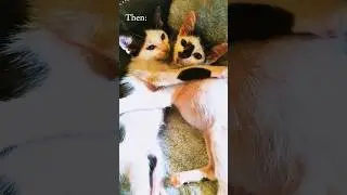 Inseparable Cat Sisters - Then and Now 😹 #rescuekitty #kitten #cat #catshorts