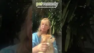 Pet Remedy calming wipes introduction