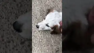ЩЕНЯТА ИЩУТ ДОМ